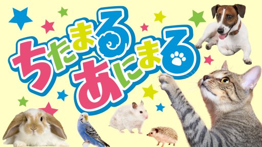 ちたまるあにまる