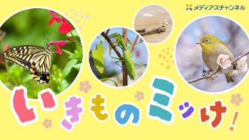 いきものミッけ！